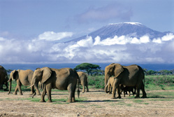 Ostafrika, Kenia: Safari-Hhepunkte und Indischer Ozean - Elefanten vor dem Kili
