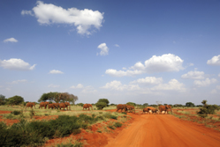 Ostafrika, Kenia: Safari-Hhepunkte und Indischer Ozean - Elefantenherde vor dem Kili